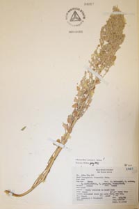 Herbarium Sheet of 